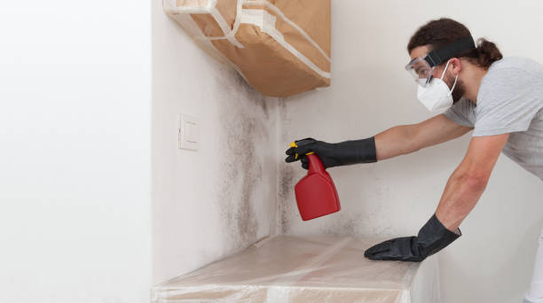 Professional Attic Mold Removal technician working in Woodville, FL