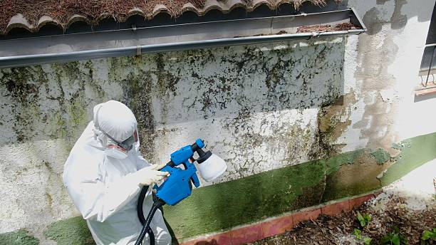Top rated local Attic Mold Removal specialists in Woodville, FL